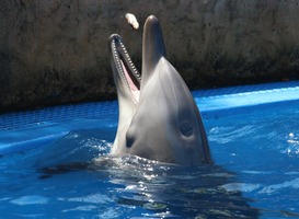 Rechter oordeelt dat minstens één dolfijn in Dolfinarium moet blijven Rechter oordeelt dat minstens één dolfijn in Dolfinarium moet blijven