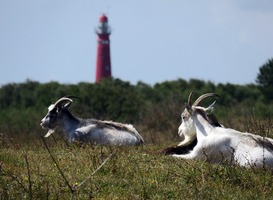 Gemeente Schiermonnikoog stemt voor uitsterfbeleid tweede huisje Gemeente Schiermonnikoog stemt voor uitsterfbeleid tweede huisje