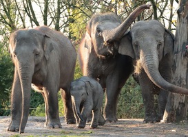 Olifantje Radjik met zijn familie in Diergaarde Blijdorp Olifantje Radjik met zijn familie in Diergaarde Blijdorp