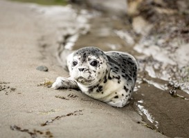 Laat aangetroffen zeehonden liggen Laat aangetroffen zeehonden liggen