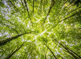 Normal_forest-trees-perspective-bright-957024