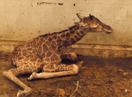 Bron: Wildlands Adventure Zoo Emmen Bron: Wildlands Adventure Zoo Emmen