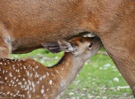 Normal_boswachters_vragen_rust_voor_kraamkamer_van_moeder_natuur