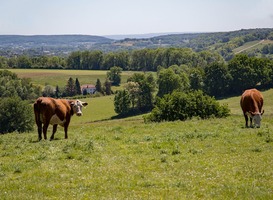 Normal_cow-5234638_960_720