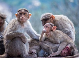 Normal_monkey-6952641_960_720