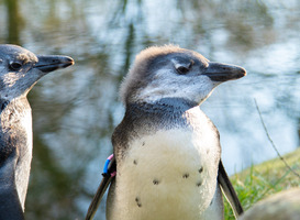 Pinguïnkuikens nemen hun eerste duik Pinguïnkuikens nemen hun eerste duik