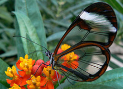 Normal_3026