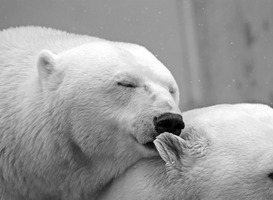 Normal_polar-bear-bear-teddy-sleep-65289