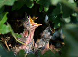 Wandelaars opgelet: weidevogels broeden in het Rotterdams Platteland Wandelaars opgelet: weidevogels broeden in het Rotterdams Platteland