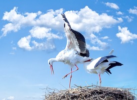Broedende ooievaars verkondigen de officiële start van de lente Broedende ooievaars verkondigen de officiële start van de lente