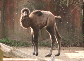Normal_kameeltje_geboren_in_dierenpark_amersfoort