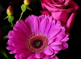 Normal_flower-rose-blossom-bloom-55838