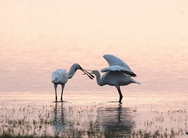 Meer lepelaars te zien in Noord-Hollandse natuur, minder huismussen Meer lepelaars te zien in Noord-Hollandse natuur, minder huismussen