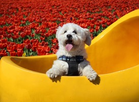 Bloemenpark de Keukenhof bloeit weer op voor het publiek Bloemenpark de Keukenhof bloeit weer op voor het publiek