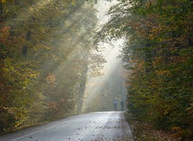 Normal_trees-4313754_960_720