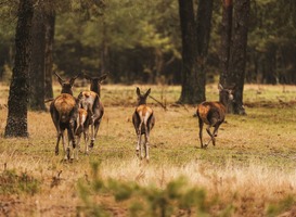 Boek een natuurhuisje op de dunbevolkte zandvlaktes van Drenthe Boek een natuurhuisje op de dunbevolkte zandvlaktes van Drenthe