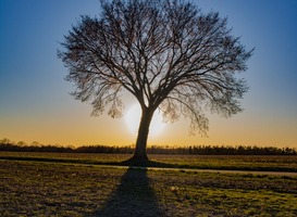 Bomen verbranden steeds vaker door fellere zon Bomen verbranden steeds vaker door fellere zon