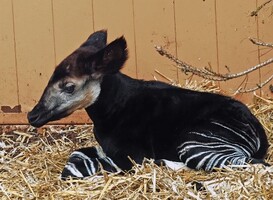 In het wild bedreigde okapi geboren in Beekse Bergen In het wild bedreigde okapi geboren in Beekse Bergen