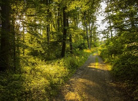 Naar buiten met warm wandelweer beschermt goed tegen COVID-19 Naar buiten met warm wandelweer beschermt goed tegen COVID-19