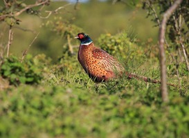 Meer dieren en nieuwe wandelroutes in de Groningse natuur Meer dieren en nieuwe wandelroutes in de Groningse natuur