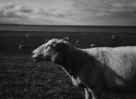 Museum in Texel heeft recht op duurzaamheidssubsidie Museum in Texel heeft recht op duurzaamheidssubsidie