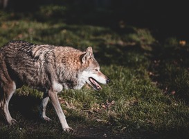 Wolf maakt provinciale wegen rond Amersfoort onveilig Wolf maakt provinciale wegen rond Amersfoort onveilig