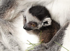 DierenPark Amersfoort verwelkomt twee ringstaartmaki's DierenPark Amersfoort verwelkomt twee ringstaartmaki's