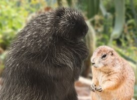 Nieuwe dieren op de Amerikaanse Woestijnvlaktes in Burgers’ Zoo Nieuwe dieren op de Amerikaanse Woestijnvlaktes in Burgers’ Zoo