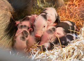 Zeven Bonte Bentheimerbiggetjes geboren in DierenPark Amersfoort Zeven Bonte Bentheimerbiggetjes geboren in DierenPark Amersfoort