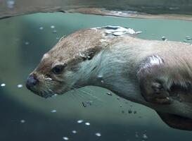 Normal_otter-2549856_960_720