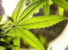 Amsterdam gaat toeristen weigeren van de cannabismarkt Amsterdam gaat toeristen weigeren van de cannabismarkt
