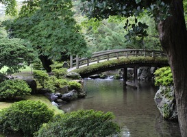 Japanse Tuin in Den Haag blijft dicht vanwege broedende sperwer Japanse Tuin in Den Haag blijft dicht vanwege broedende sperwer