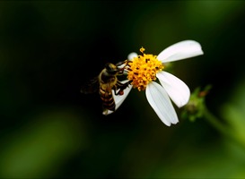Recordaantal vrijwilligers krijgt geld voor behoud van de natuur Recordaantal vrijwilligers krijgt geld voor behoud van de natuur