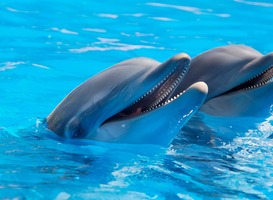Het perfecte kinderfeestje: Slapen tussen de dolfijnen in het Dolfinarium Het perfecte kinderfeestje: Slapen tussen de dolfijnen in het Dolfinarium