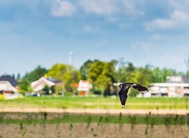Nieuwe bushalte door broedende vogels bij Recreatieoord Binnenmaas Nieuwe bushalte door broedende vogels bij Recreatieoord Binnenmaas