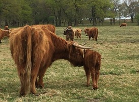 Normal_schotse_hooglander__met_kalf