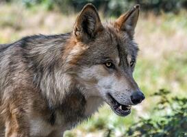 Ook in Noord-Holland is een wolf aangetroffen Ook in Noord-Holland is een wolf aangetroffen