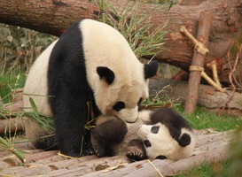 Laatste verjaardag in Nederland voor pandajong in Ouwehands Laatste verjaardag in Nederland voor pandajong in Ouwehands