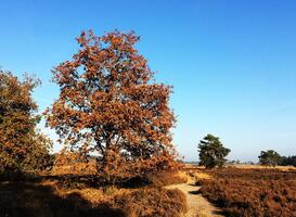 Normal_trees-1018640_960_720
