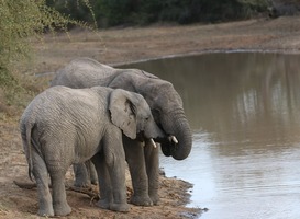 300+ handtekeningen voor olifantenlivestream in DierenPark Amersfoort 300+ handtekeningen voor olifantenlivestream in DierenPark Amersfoort