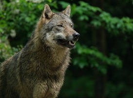 Natuurmonumenten: Gelderland moet vee én wolf beschermen Natuurmonumenten: Gelderland moet vee én wolf beschermen
