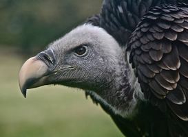 Slimme dierenverzorgers redden jonge vogels met wisseltruc Slimme dierenverzorgers redden jonge vogels met wisseltruc