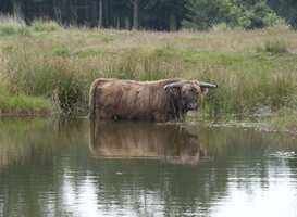 Boswachters moeten drinkpoelen van dieren bijvullen door extreme droogte Boswachters moeten drinkpoelen van dieren bijvullen door extreme droogte
