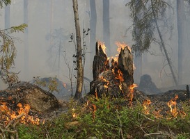 Normal_forest-fire-432877_960_720