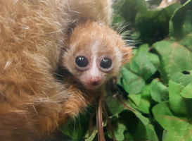 In DierenPark Amersfoort is een kleine plompe lori-tweeling geboren In DierenPark Amersfoort is een kleine plompe lori-tweeling geboren