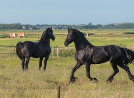 Oerol is het leukste Waddenfestival van Nederland en er zijn nog tickets Oerol is het leukste Waddenfestival van Nederland en er zijn nog tickets