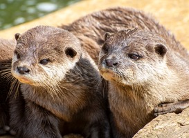 Laatste otteropvang kan sluiten nu populatie weer gezond is Laatste otteropvang kan sluiten nu populatie weer gezond is