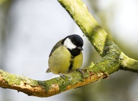 Juni is de maand waarin jonge vogels hun vleugels uitspreiden Juni is de maand waarin jonge vogels hun vleugels uitspreiden