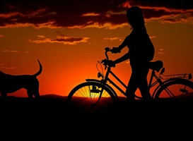 Tips voor wandelen met de hond in de natuur Tips voor wandelen met de hond in de natuur