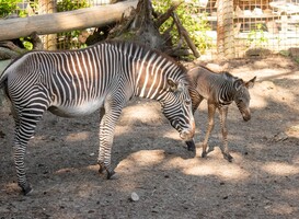 [VIDEO] Zeldzaam zebraveulen ziet het levenslicht in DierenPark Amersfoort 